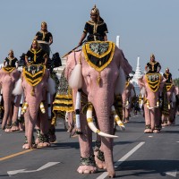 Tajska, sloni - Enajst rožnatih slonov se je sprehodilo skozi Bangkok in se poklonilo pokojni kralji