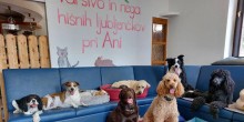 pasji hotelana spaninger (1)