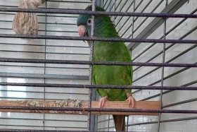 Se opazili kje Kiki?