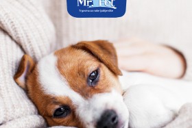 Pod srečno zvezdo: Mr.Pet zbira pomoč za živali v stiski