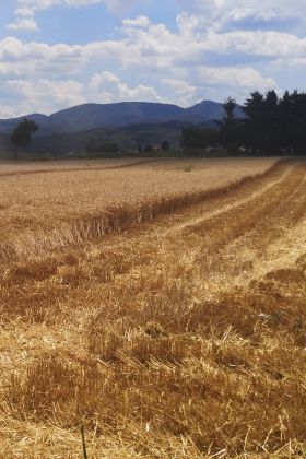 Mestna občina Krško za razvoj kmetijstva namenja 250.000 evrov