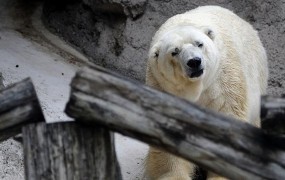 Akcija za rešitev »najbolj žalostnega« severnega medveda na svetu