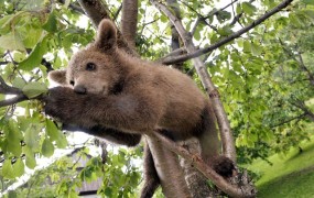 Medveda Srečka v Romuniji ubil odrasel medved