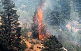 Na Primorskem zagorelo več požarov