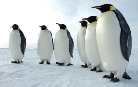 Pingvine zaradi slabega vremena zdravijo z antidepresivi