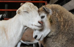 Na Irskem redko rojstvo »kovce«, hibrida ovce in kozla