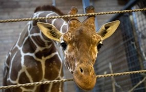 Danci branijo usmrtitev mlade žirafe: Levi ne jedo brstičnega ohrovta