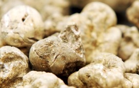 Dražji od zlata: Enajst belih tartufov v Italiji prodanih za 274.200 evrov