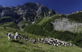 Švicarske ovce naj bi same opozarjale na napade volkov