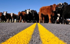 Enajst mrtvih zaradi krav na cesti