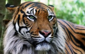 V Indiji lov na tigrico, ki naj bi ubila osem ljudi