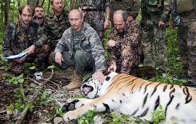 "Putinov" tiger je osumljen napada na kokošnjak