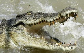 Na Bavarskem iščejo pobeglega krokodila