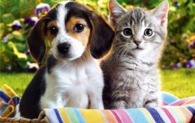 Parodija: Peticija ljubiteljev psov in mačk glede dviga DDV