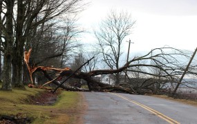 Veter podiral drevesa na ceste in prekinil oskrbo z elektriko
