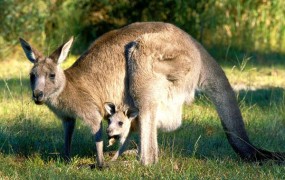 »Samec« kenguruja v ruskem živalskem vrtu skotil mladiča