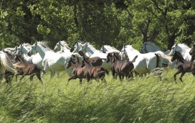 V Kobilarni Lipica obudili tradicijo blagoslova konj