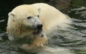 V Južnoafriški republiki poginil še zadnji polarni medved na črni celini