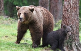 Slovenska medvedka v italijanskem Trentu napadla gobarja