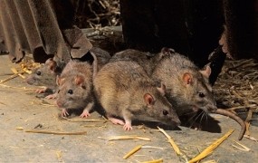 Delavcem za malico štručke, posute s strupom za podgane