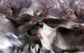 Zaprli avtocesto na Norveškem, ker so severni jeleni zasedli predor
