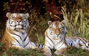 Sibirska tigra sta novi atrakciji ljubljanskega živalskega vrta