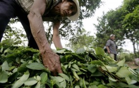 Peru postal največji pridelovalec koke na svetu
