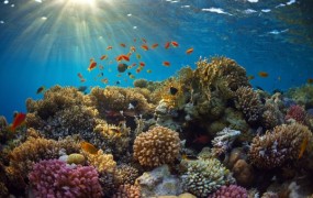Karibski koralni grebeni bi lahko čez 20 let izginili