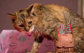 Poginila 24-letna Poppy, najstarejša mačka na svetu
