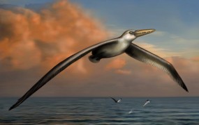 Leteči orjak: v ZDA fosili največje leteče ptice v zgodovini