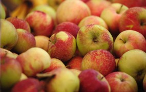 Tatovi so na Hrvaškem ukradli 20 ton strupenih jabolk