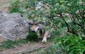 Projekt SloWolf ob zaključku še z revizijo akcijskega načrta upravljanja z volkovi