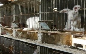 Trpljenje zajcev na kitajskih farmah ustavilo proizvodnjo izdelkov iz angora volne