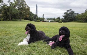Obama razkril vir »uhajanj« v Beli hiši - psička Sunny označuje preproge