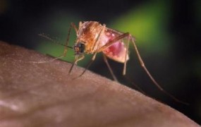 Slovaško po poplavah ogrožajo komarji