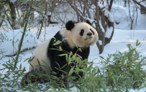 Panda diplomacija: Kitajska bo dunajskemu živalskemu vrtu še za deset let pustila pande