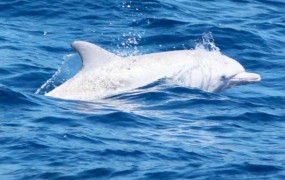 V Jadranu našli prvega albino delfina