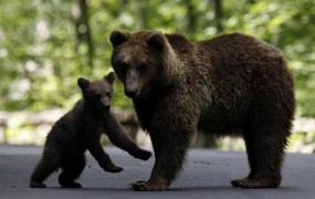 V Italiji med odlovom poginila slovenska medvedka Danica