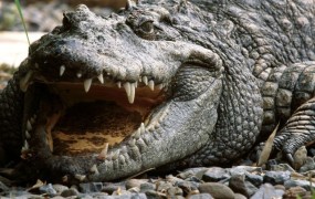 Avanturist postal »talec« ogromnega krokodila