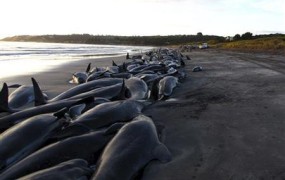 V Novi Zelandiji poginilo 36 nasedlih kitov pilotov