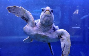 V Piranu v morje spustili želve s satelitskimi oddajniki