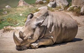 Poginil eden od zadnjih šestih severnih belih nosorogov