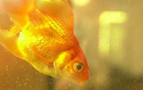 Za zdravljenje zaprte zlate ribice plačal kar 300 funtov