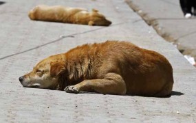V Sarajevu bodo zaradi potepuških psov morda zapirali vrtce