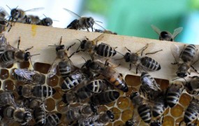 Slovenski čebelarji se bojijo prihoda malega panjskega hrošča