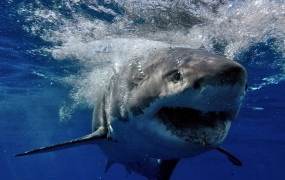 V Avstraliji po napadu morskega psa umrl moški