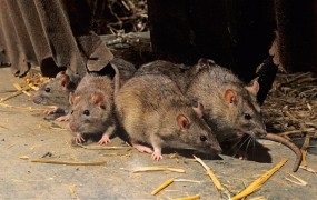 Pakistansko mesto najelo množičnega pobijalca podgan