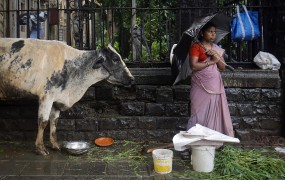Indijska država ob klanju prepovedala še posedovanje govedine, kršilcem grozi do pet let zapora