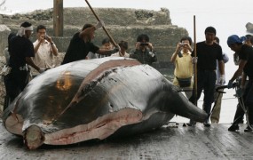 Japonska obnovila lov na kite