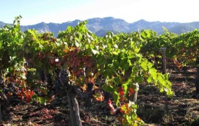Kitajska po površini vinogradov že prehitela Francijo